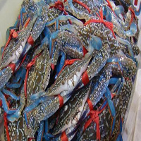 湘潭海鲜活体空运
